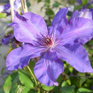 Clematis 'The President' (AGM) 3L