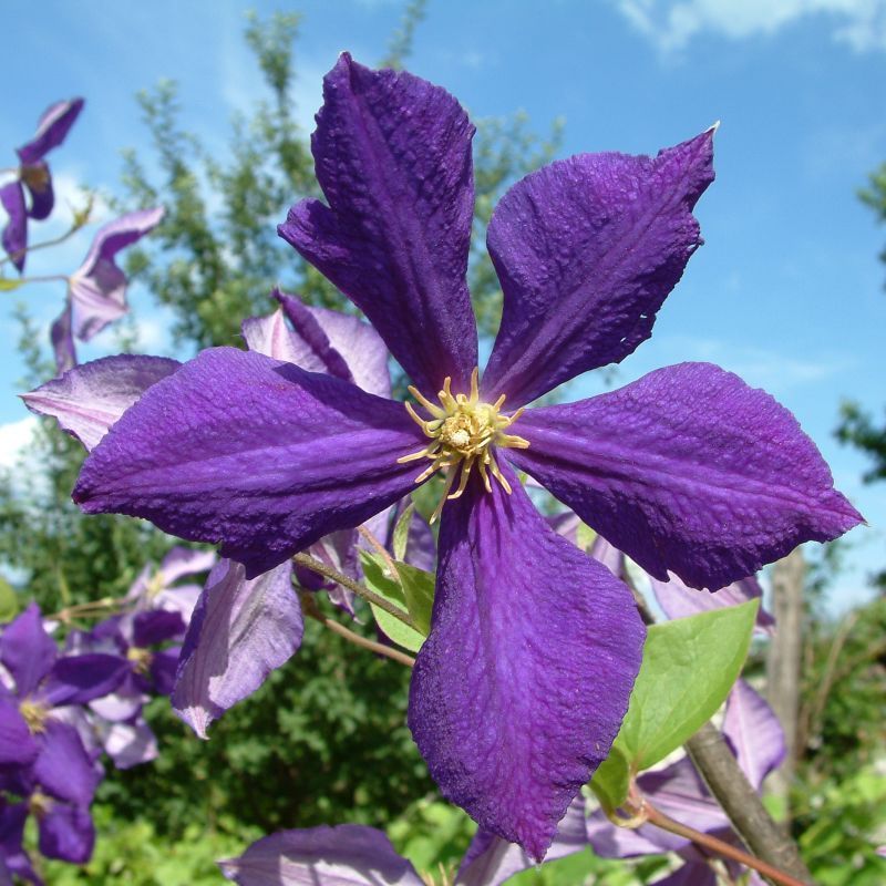 Clematis viticella 'Etoile Violette' (AGM) 3L - Coolings Garden Centre