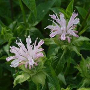 Monarda 'Fishes' (syn. 'Pisces') 2L