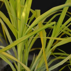 Carex elata 'Aurea' (AGM) 2L