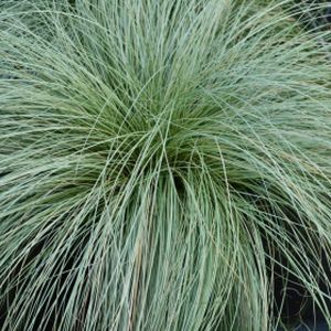 Carex 'Frosted Curls' 2L