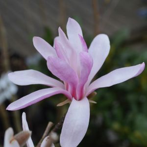 Magnolia x loebneri 'Leonard Messel' (AGM) 10L