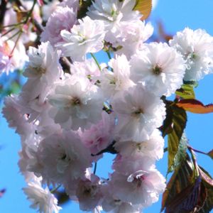 Prunus 'Spring Snow' (syn 'Beni-tamanishiki') 12L