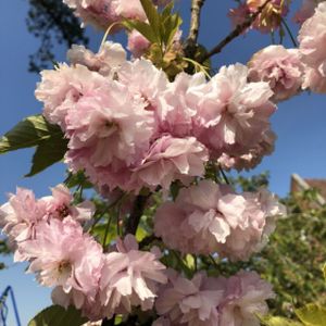 Prunus 'Pink Perfection' (AGM) 12L