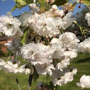 Prunus 'Shôgetsu' (syn 'Blushing Bride') 12L