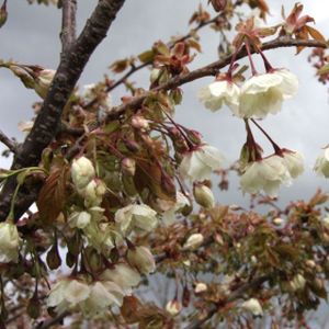 Prunus 'Ukon' (AGM) 12L