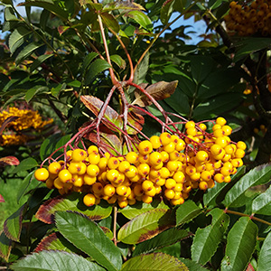 Sorbus aucuparia 'Wisley Gold' 12L