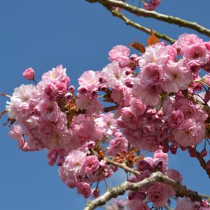 Prunus 'Kanzan' (AGM) 25L