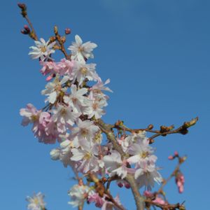 Prunus x subhirtella 'Autumnalis Rosea' (AGM) (10-12cm) 45L