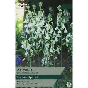 Taylors Galtonia (Hyacinthus Candicans)