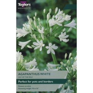 Taylors Agapanthus White