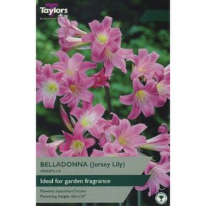 Taylors Amaryllis Belladonna (Jersey Lily)