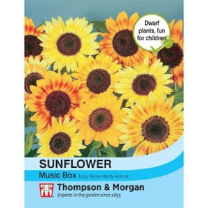 Thompson & Morgan Sunflower Music Box