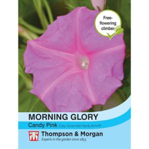 Thompson & Morgan Morning Glory Candy Pink