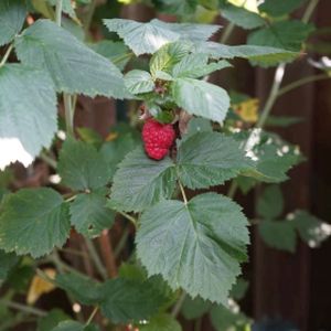 Tayberry Rubus 'Buckingham' 3L