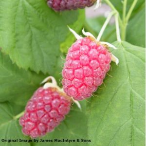Tayberry Rubus Tayberry Group (AGM) 3L