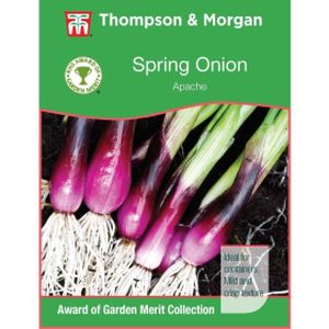 Thompson & Morgan Veg Onion Salad Apache (Deep Purple)