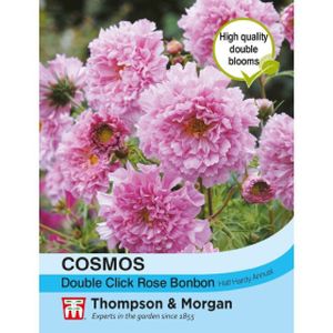 Thompson & Morgan Cosmos Double Click Rose Bonbon