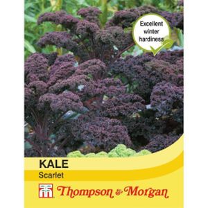 Thompson & Morgan Veg Kale Scarlet