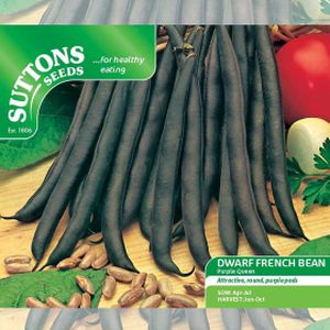 Suttons Veg Dwarf French Bean Purple Queen (Stgless)