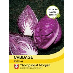 Thompson & Morgan Veg Cabbage Kalibos (Filderkraut) F1