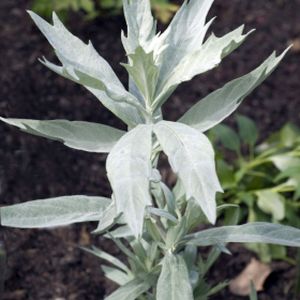Artemisia ludoviciana 'Valerie Finnis' (AGM) 2L
