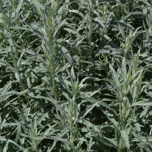 Artemisia ludoviciana 'Silver Queen' (AGM) 3L