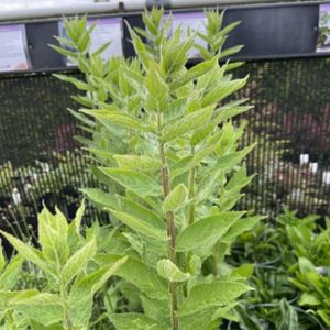 Campanula lactiflora 'Prichard's Variety' 2L