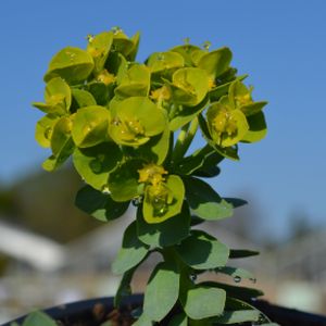 Euphorbia myrsinites 3L