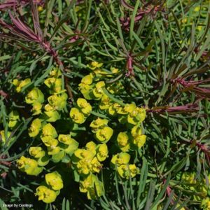 Euphorbia cyparissias 'Fens Ruby' 2L