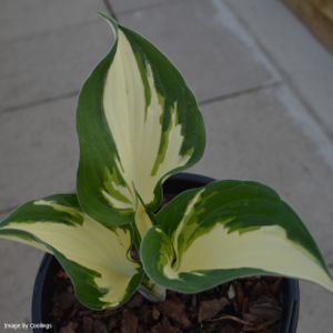 Hosta 'Fire and Ice' 3L
