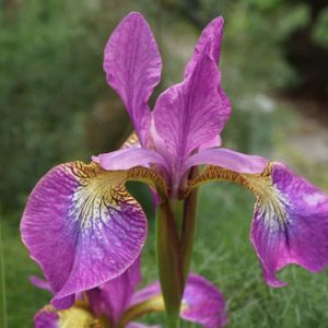 Iris sibirica 'Sparkling Rosé' 3L