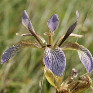 Iris foetidissima (AGM) 3L