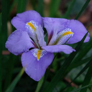 Iris unguicularis (AGM) 3L
