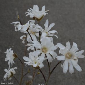 Magnolia stellata 10L