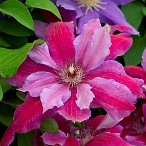 Clematis 'Love Jewelry' 2L
