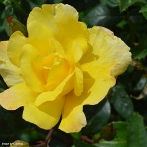Rosa 'Golden Showers' (climber) 5L