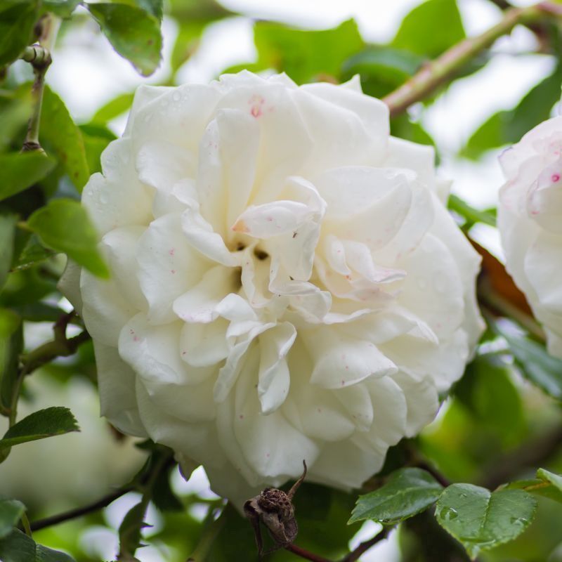 Rosa 'Madame Alfred Carriere' (Climber) 5L