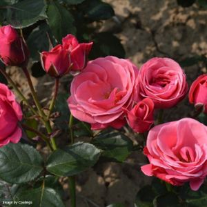 Rosa 'Pink Perpétué' (Climber) 5L
