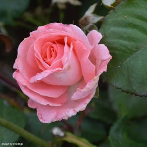 Rosa 'Dearest' (Floribunda) 5L