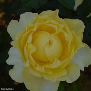 Rosa 'Mountbatten' (Floribunda) (AGM) 5L