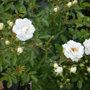 Rosa 'Kent' (Ground Cover) (AGM) 5L
