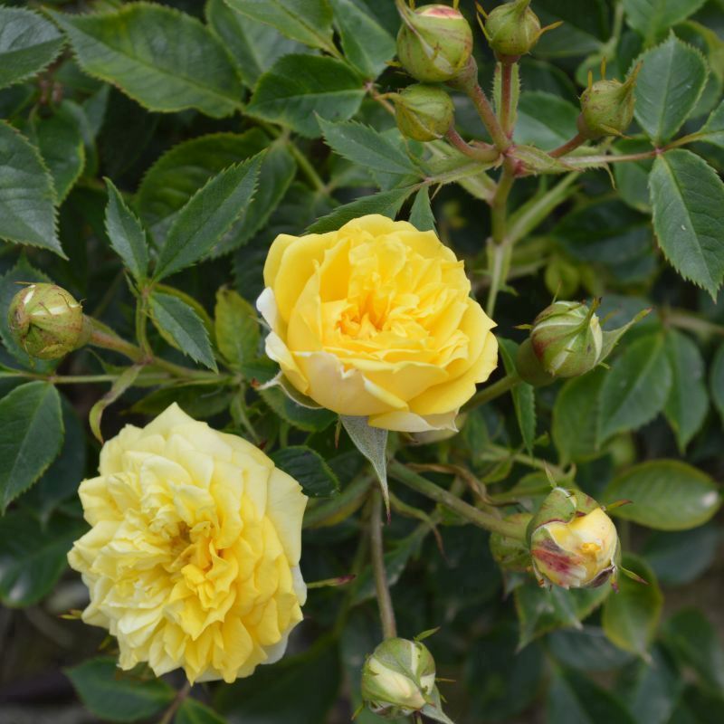 Rosa 'Norfolk' (Ground Cover) 5L