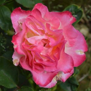 Rosa 'Double Delight' (Hybrid Tea) 5L
