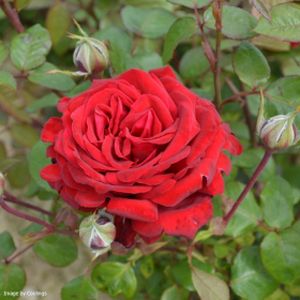 Rosa 'Loving Memory' (Hybrid Tea) 5L