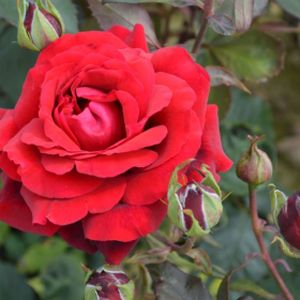 Rosa 'Royal William' (Hybrid Tea) (AGM)