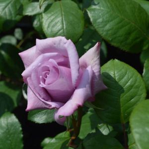 Rosa 'Twice in a Blue Moon' (Hybrid Tea) 5L