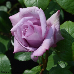 Rosa Blue Moon (Hybrid Tea Rose)