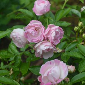 Rosa 'Pearl Anniversary' (Miniature Patio) 5L