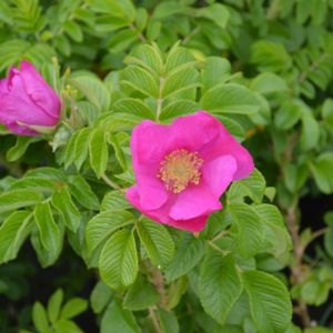 Rosa rugosa 'Rubra' (Hedging) (AGM) 5L